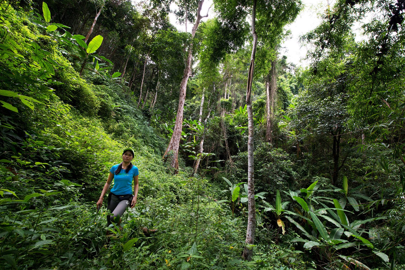 Thailand Mountain Trail Hikking Trails, Trekking Trips, & Running Tours Thailand 4. Trek 0189