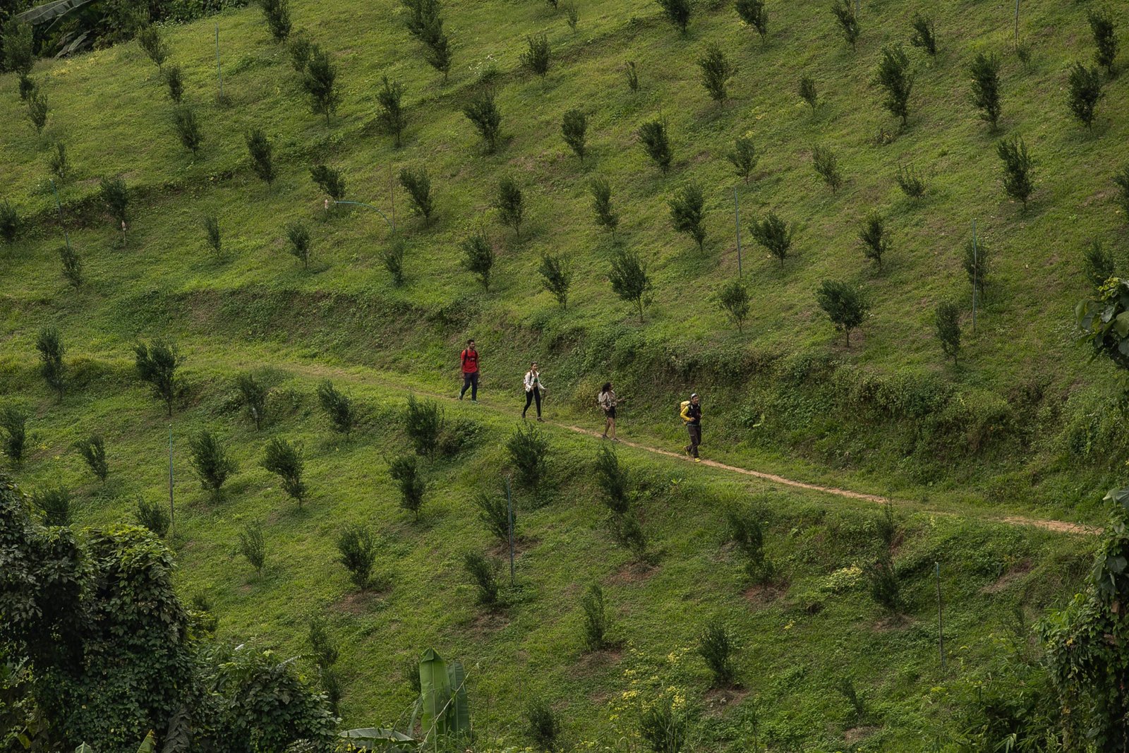 Thailand Mountain Trail Hikking Trails, Trekking Trips, & Running Tours Thailand Screenshot