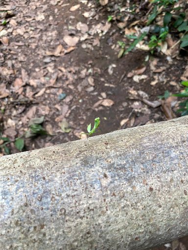 Photo from customer review