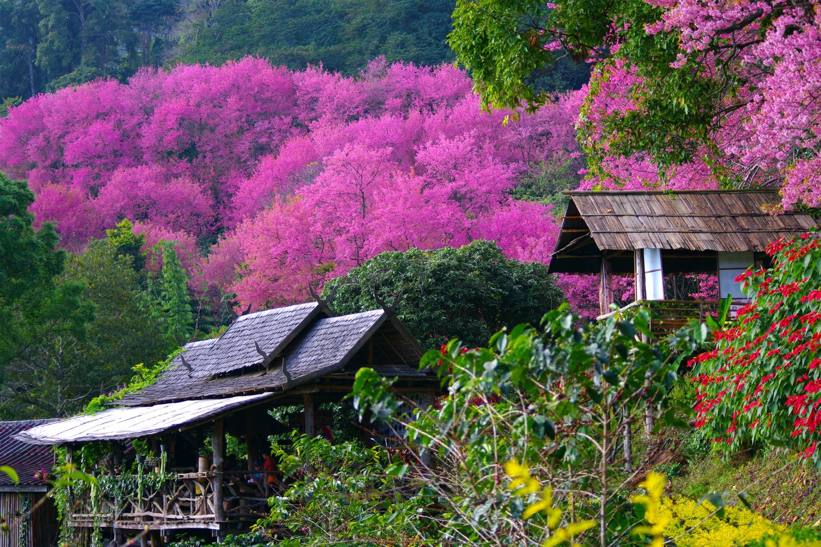 Thailand Mountain Trail Hikking Trails, Trekking Trips, & Running Tours Thailand Pink,sakura,in,thailand