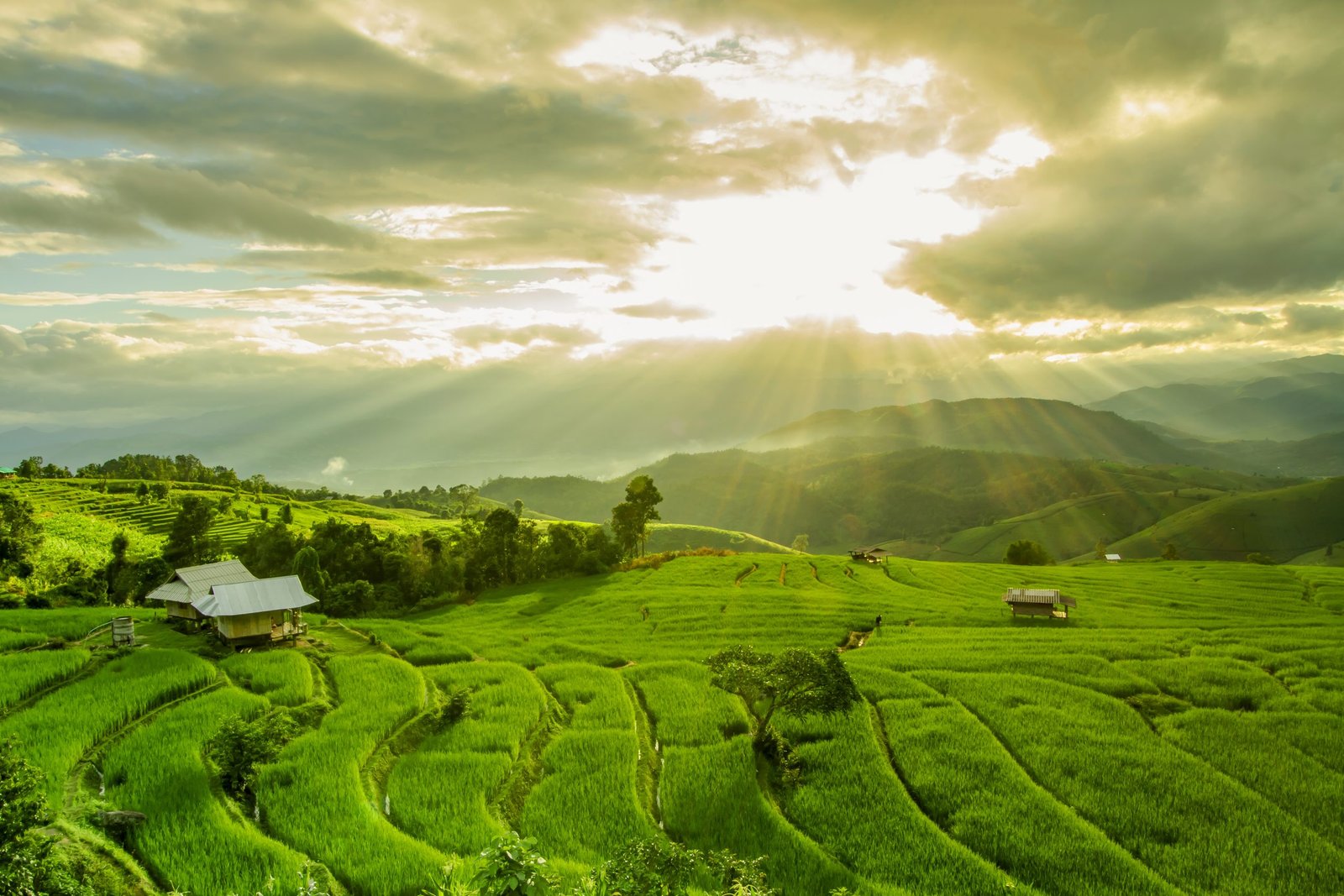 Thailand Mountain Trail Hikking Trails, Trekking Trips, & Running Tours Thailand Pa,pong,piang,rice,terraces,chiang,mai,mae,cham,,thailand