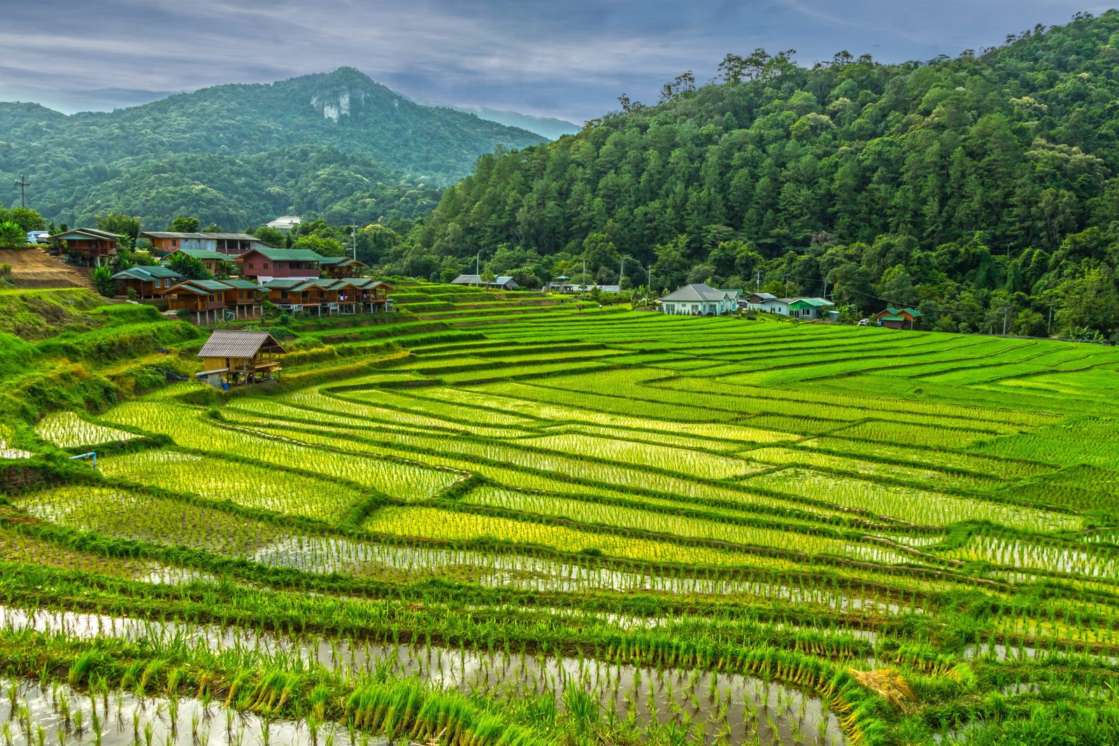 Thailand Mountain Trail Hikking Trails, Trekking Trips, & Running Tours Thailand Ban,mae,klang,luang,rice,terrace,,mae,jam,,chiangmai,,thailand