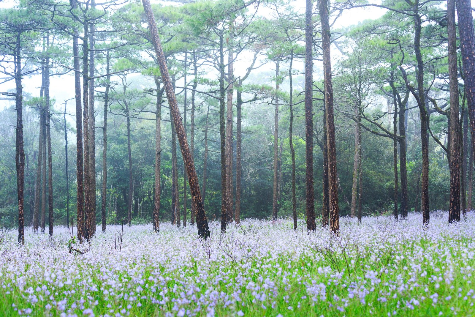 Thailand Mountain Trail Hikking Trails, Trekking Trips, & Running Tours Thailand The,landscape,photo,,beautiful,wildflowers,with,green,grass,in,rain