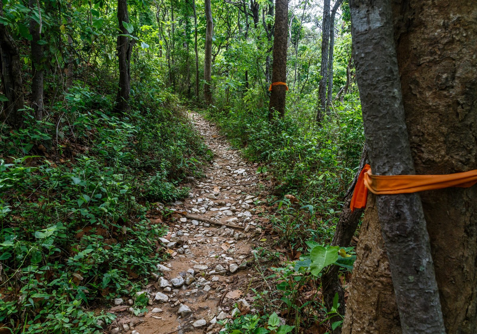 Thailand Mountain Trail Hikking Trails, Trekking Trips, & Running Tours Thailand Walking,up,the,pathway,of,monks,to,doi,suthep,from